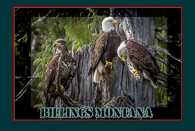 Billings Montana Bald Eagles  Travel Poster Large 16x24 Vintage Retro Art Prints • $20.95