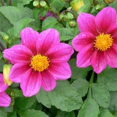 Dahlia - Mignon Rose- 25 Seeds - BOGO 50% Off SALE • $3.79
