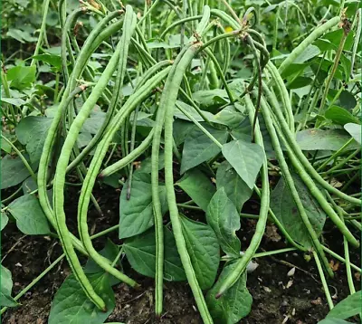 Bush Long Green Bean Seeds | Đậu Đũa Bụi Ngọt | Non GMO • $2.99