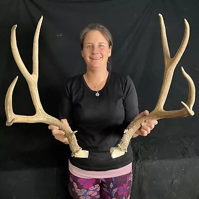 Giant Mule Deer  Antlers Taxidermy Antler Horn Elk Moose Horn  1054 • $175