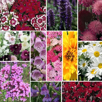 T&M Cottage Garden Flower Selection Summer Perennials Blooms 9cm Potted Plants • £42.99