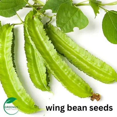 100+ Winged Bean Seeds/ Asparagus Bean/ Dragon Bean • $13.78