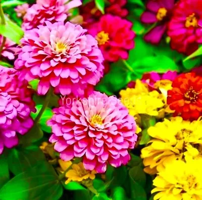 Zinnia Super Yoga Mix  Z. Elegans - 100x Seeds - Large Flowering • £2.09