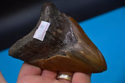LOVELY 4.7  MEGALODON SHARK Tooth RIVER FOUND GREAT COLOURS • £85