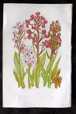 Anne Pratt 1889 Botanical Print. Military Monkey Lax Flowered Orchis Orchids • $25.26