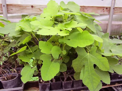Brown Turkey Fig    Live Rooted Plants $7.95   • $7.95