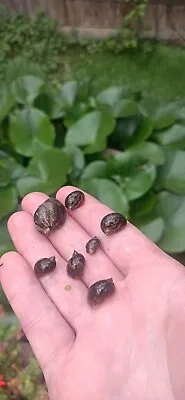 £6 • Buy 10 X Wandering Pond Snails (Reduce Algae) Mixed Sizes