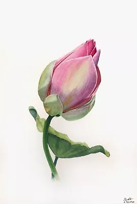 Floral Original Painting Home Decor Hand Painted Realistic Magnolia Flower • £97.12