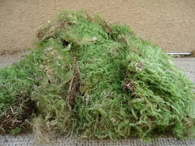 Green Sheet Moss Large Portion For Terrariums And Orbs • $7.95