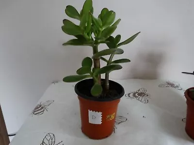 £6.49 • Buy Money Plant Jade Tree House Crassula Ovata 20-23 Cm Succulent Good Luck