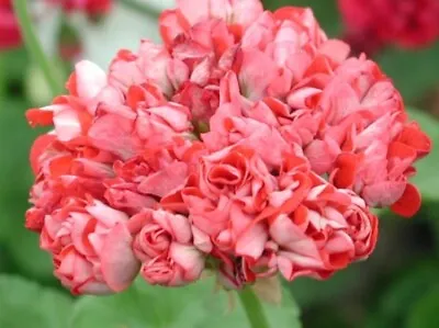 £7.95 • Buy Geranium 'Brighstone' XXL Jumbo Plug Plant Red Flowers Rare - 24HR DISPATCH