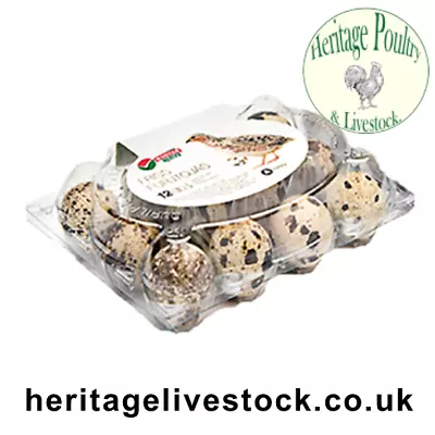 Clear Plastic Quail Egg Boxes - 'Quailpack' Egg Packaging - Flat Top For Labels • £8.80