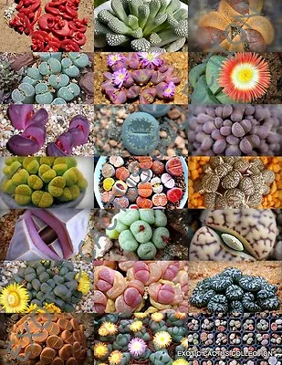 STONE PLANTS MIX  Lithops Mesembs Succulent Rocks Living Stones Seed -15 SEEDS • $8.99