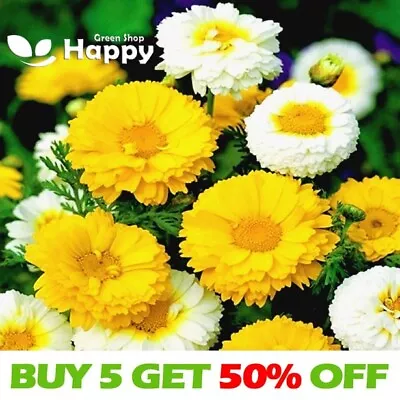 CROWN DAISY DOUBLE FLOWER MIX - 400 Seeds - Chrysanthemum Coronarium • £1.99