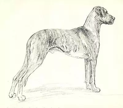 * Great Dane  S  - Vintage Dog Print - 1938 KF Barker • $14.95