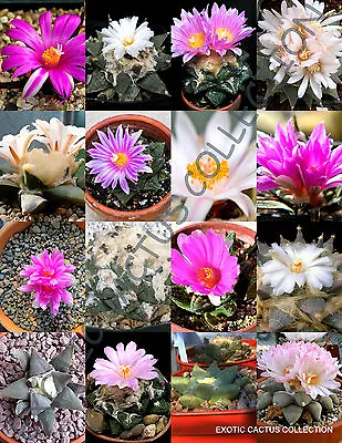 EXOTIC ARIOCARPUS VARIETY MIX Living Rock Stone Plant Cactus Seed Cacti 50 SEEDS • $14.99