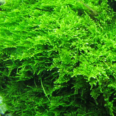 5 Portions Willow Moss Christmas Moss Live Aquarium Plant Aquatic Plants ✅ • $25.99