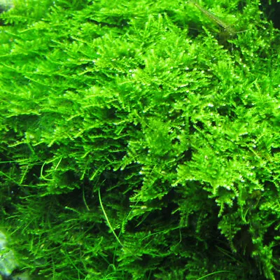 Christmas Moss Live Aquarium Plant Vesicularia Montagne BUY 2 GET 1 FREE ✅ • $8.99