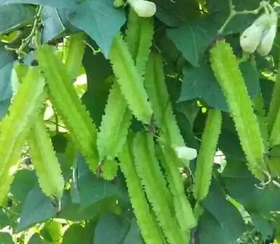 100 Dragon Bean Seeds Vine Seeds Winged Beans Seeds Four Angled Bean Or Manila • $9.95