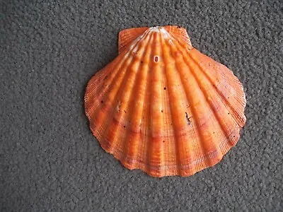 $10.99 • Buy Orange Lions Paw Scallop Shell  5  Plus Seashell Beach Nautical Decor