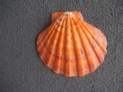 $10.99 • Buy Orange Lions Paw Scallop Shell  5  Plus Seashell Beach Nautical Decor