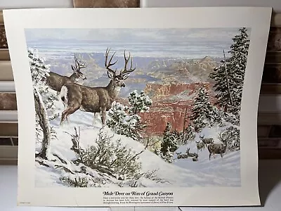 Vintage Lithograph “mule Deer On Rim Of Grand Canyon” Remington Sportsmen’s Lib • $13.49