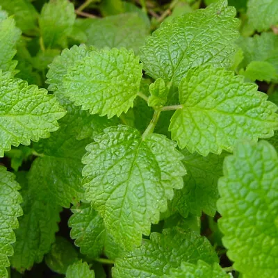 100 Giant Sweet Essential Lemon Balm Herb Seeds Fresh Mint Plant Easy To Grow UK • £3.29