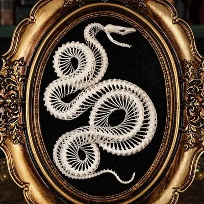 Real  Snake Skeleton Snake Taxidermy Snake Skull Fangs Gothic Vintage Frame • $220