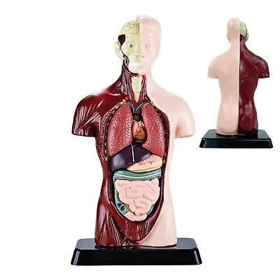 PVC Anatomical Human Torso Model Skeleton Model Medical Teaching Anatomy • $33.83