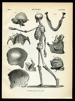 Vintage Anatomy Illustration HUMAN SKELETON Side 1880 Encyclopedia Britannica • $32