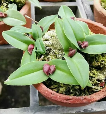 Porpax Fibuliformis Orchid Plant Species Miniature + PHYTO Certificate • $45