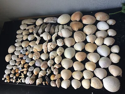 120x Bundle Of Shells Mixed Various Natural Seashells Decor Beach Display Shells • £12