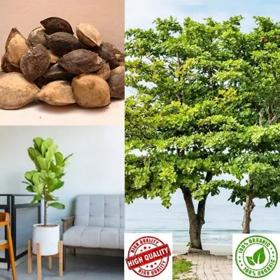 $8.99 • Buy Terminalia Catappa Viable Seeds Indian Almond Tree Garden Shade Tree Seeds Free