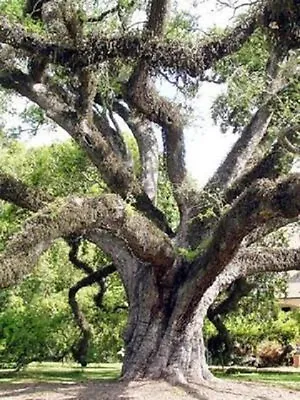 Quercus Virginiana Live Oak  Florida Native Tree Roble Pre Bonsai Seed 50 Seeds • $19.95