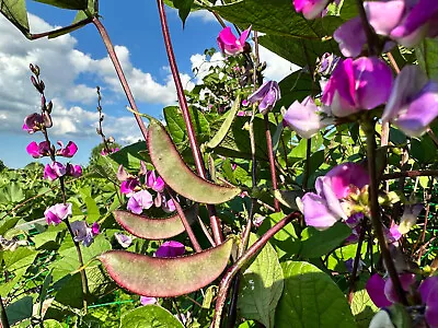 Hyacinth Bean Vine Seeds Purple-green India Bangladesh 15 Seeds • $5