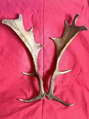 PAIR OF FALLOW DEER ANTLERS 1.1kg.   Aprox. 55/57cm. • £80