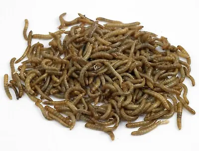 Live Medium Mealworms Organically Raised Free Shipping  Live Arrival Guarantee • $10.99