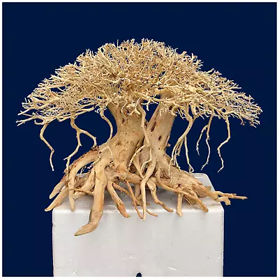 Aquarium Driftwood Bonsai Aquascape Freshwater Fish Tank Decoration • $46.90