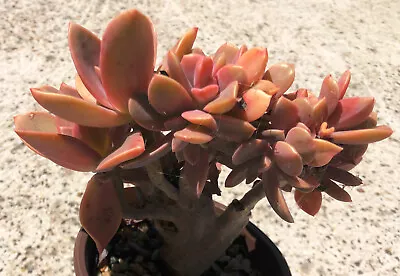 Fred Ives Med.crested  🌵  - Succulent 90mm Pot • $15