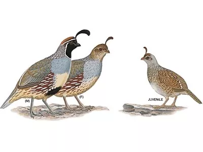 12 +1  Gambel Quail Hatching Eggs - Laying Now • $51