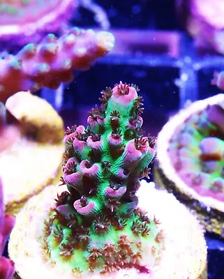 Care Bear Acropora Zoanthids Paly Zoa SPS LPS Corals WYSIWYG • $26