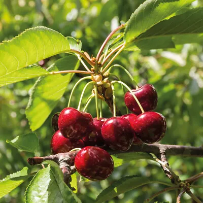 T&M Mini Fruit Tree Patio Garden Plant Apples Pears Cherries Plums 9cm Potted • £13.99