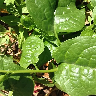 100 Organic Green Malabar Spinach Seeds For 2022 Healthy Delicious Vegetable • $9.99