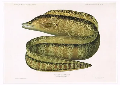 Leopard Moray Eel Vintage Fish Print A.C Guenther Old Picture 1990 CNHPF#101 • $4.97