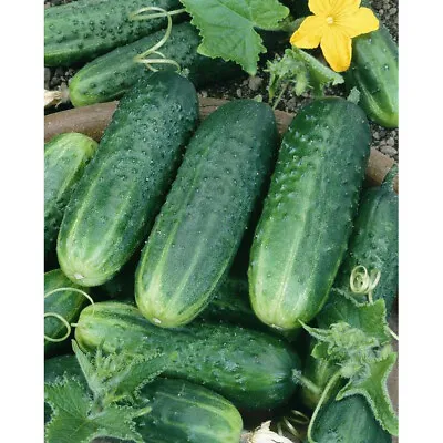 Carolina Cucumber Seeds 50+ Vegetable Garden Pickling NON-GMO USA FREE SHIPPING • $2.55