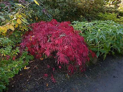 ACER PALMATUM DISSECTUM VIRIDIS 8 SEEDS- Lacy Leafed Acers. So Beautiful • £1.58