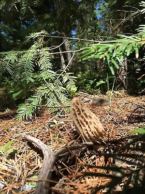 Oregon Wild Morel Mushrooms Quality Blonds Grays Thick Walled Beauties. • $200