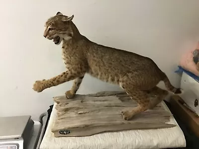 Bobcat Taxidermy Full Body Mount Cabin Camp Man Cave Home Office Den Decor • $650