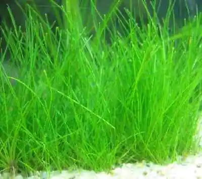 BUY 2 GET 1 FREE Dwarf Hairgrass Eleocharis Parvula Live Aquarium Plants • $7.99