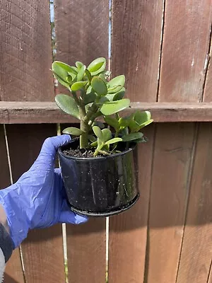 3-4 Rooted Jade Plant Money Tree Cutting • $9.99